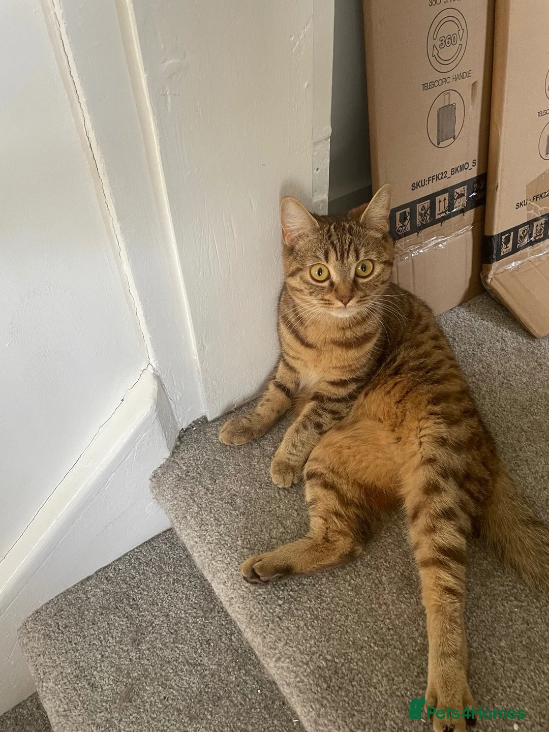 British Shorthair cats for sale: A loving home for my lovely British short hair mix in Teddington - Advert 2