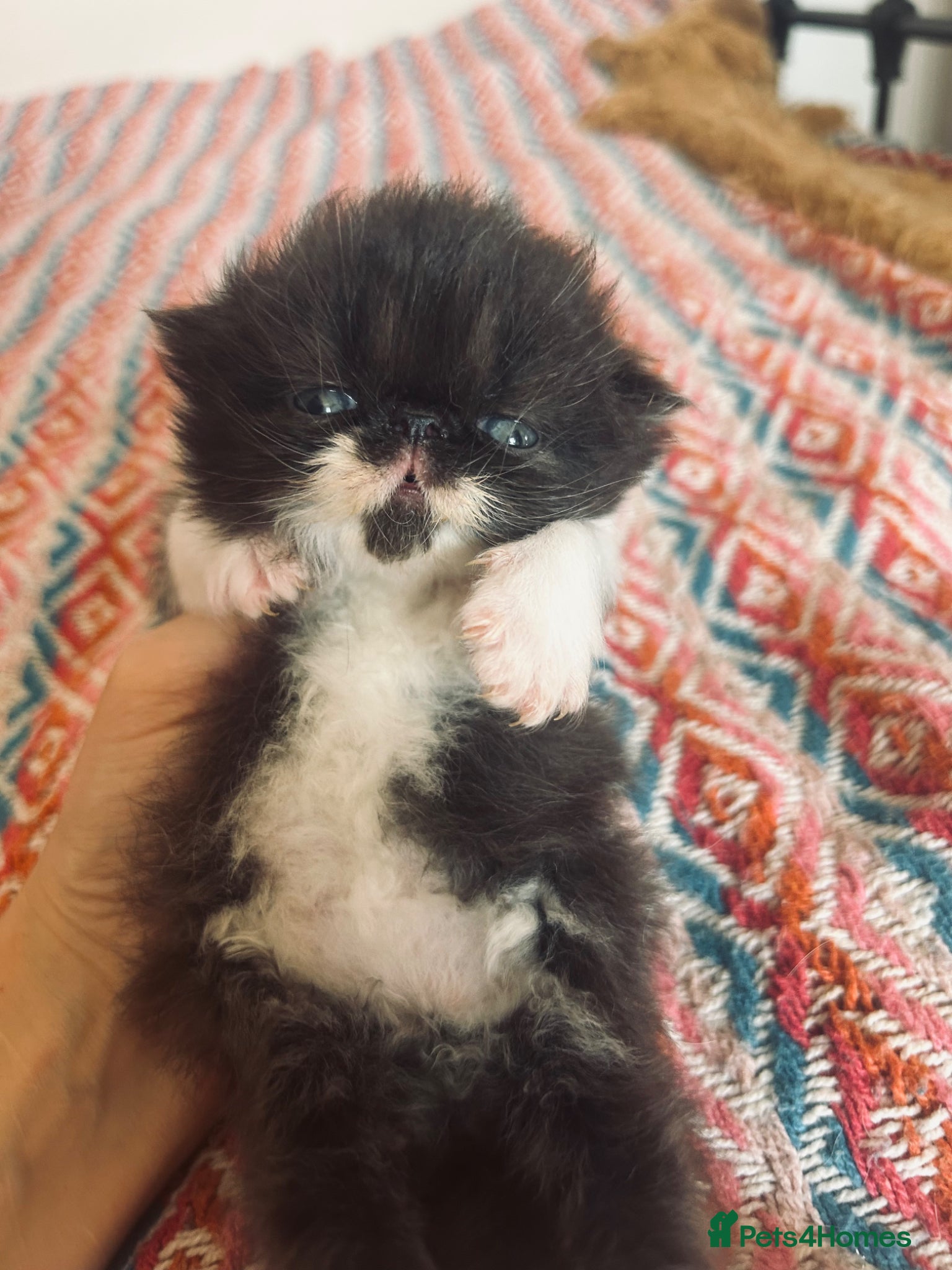 Persian cats Stunning GCCF Active kittens - Grandchampion lines - Advert 2