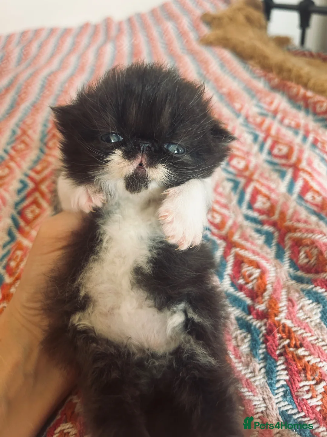 Persian cats for sale: Stunning GCCF Active kittens - Grandchampion lines - Advert 1