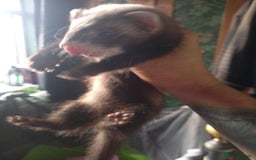Ferret rodents for sale: 3 half micro brothers - Image 5