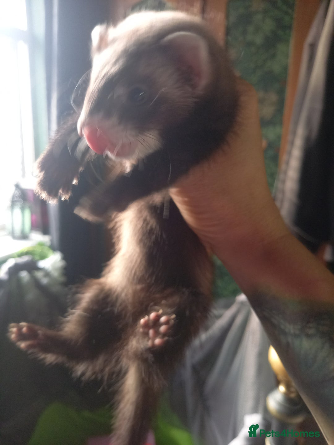 Ferret rodents for sale: 3 half micro brothers - Image 5