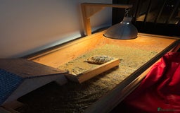 Tortoise reptiles for sale: Female hermann tortoise age 5 - Image 5