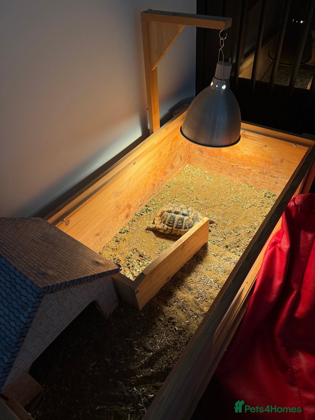 Tortoise reptiles for sale: Female hermann tortoise age 5 - Image 5