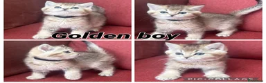 Gold boy (black collar)
