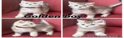 British Shorthair cats for sale: Gorgeous Golden GCCF British shorthairs - Advert 7