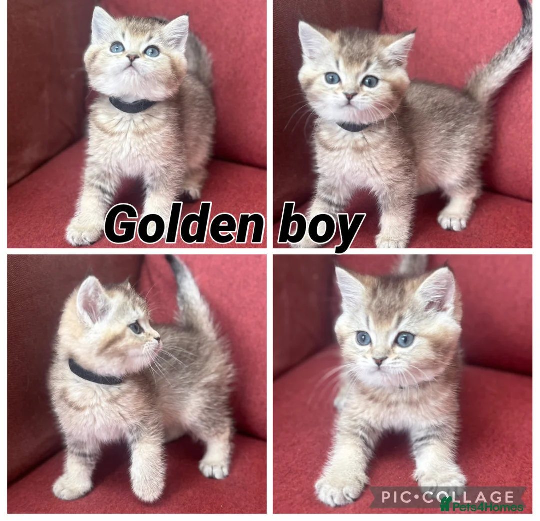 British Shorthair cats for sale: Gorgeous Golden GCCF British shorthairs - Advert 7
