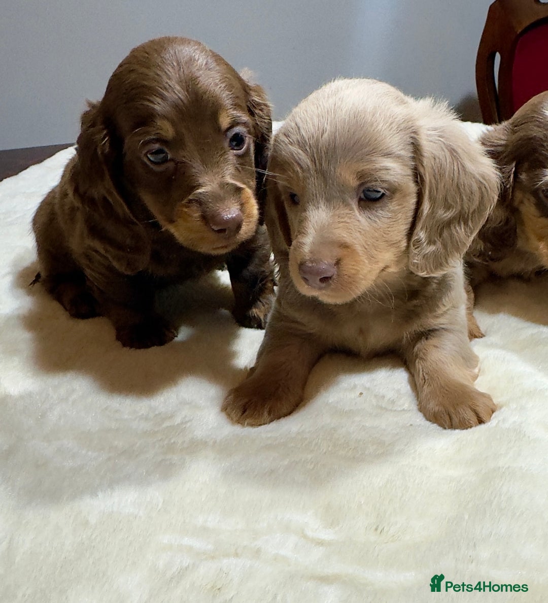 Miniature Dachshund dogs for sale: Dachshund miniature long hair - Advert 30