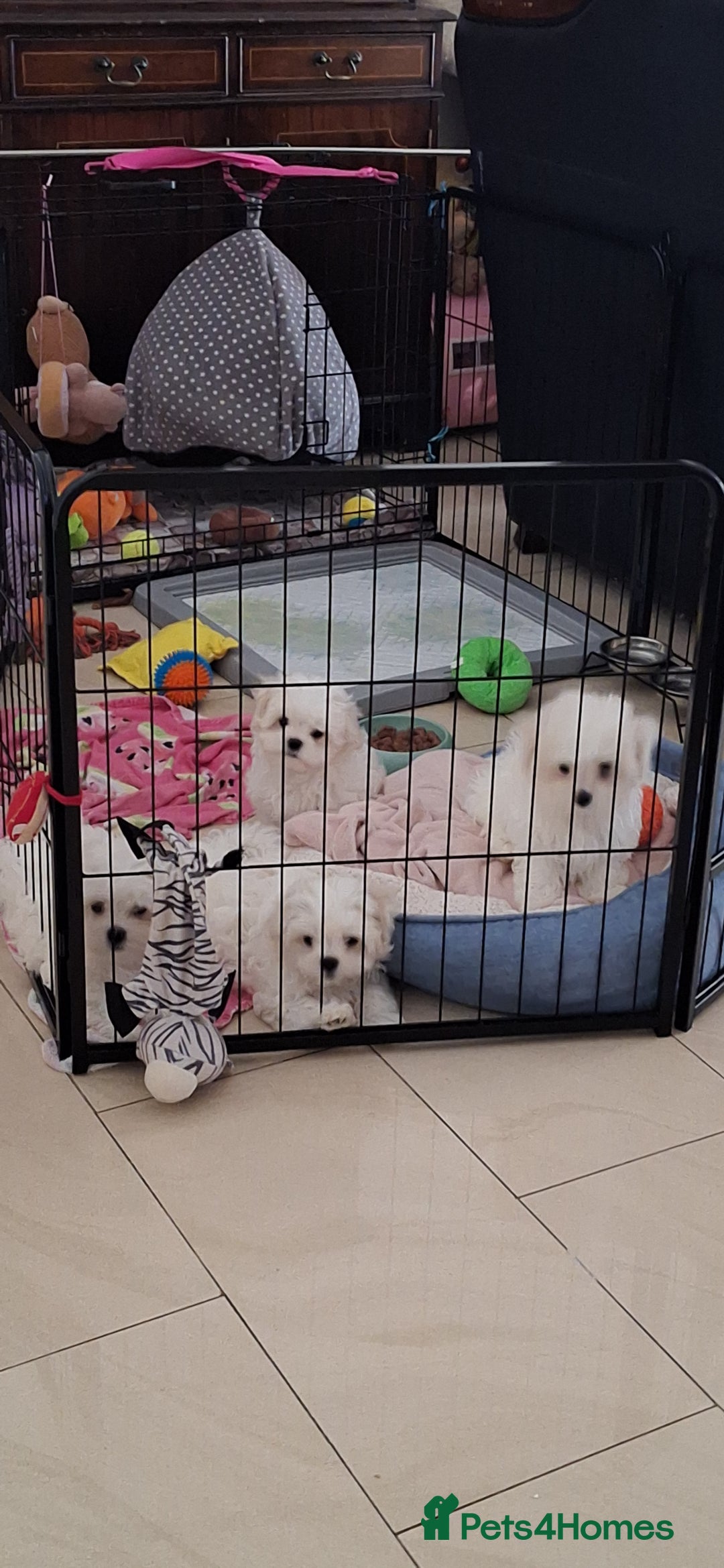 Maltese dogs for sale: Mini Maltese Puppys - Image 14