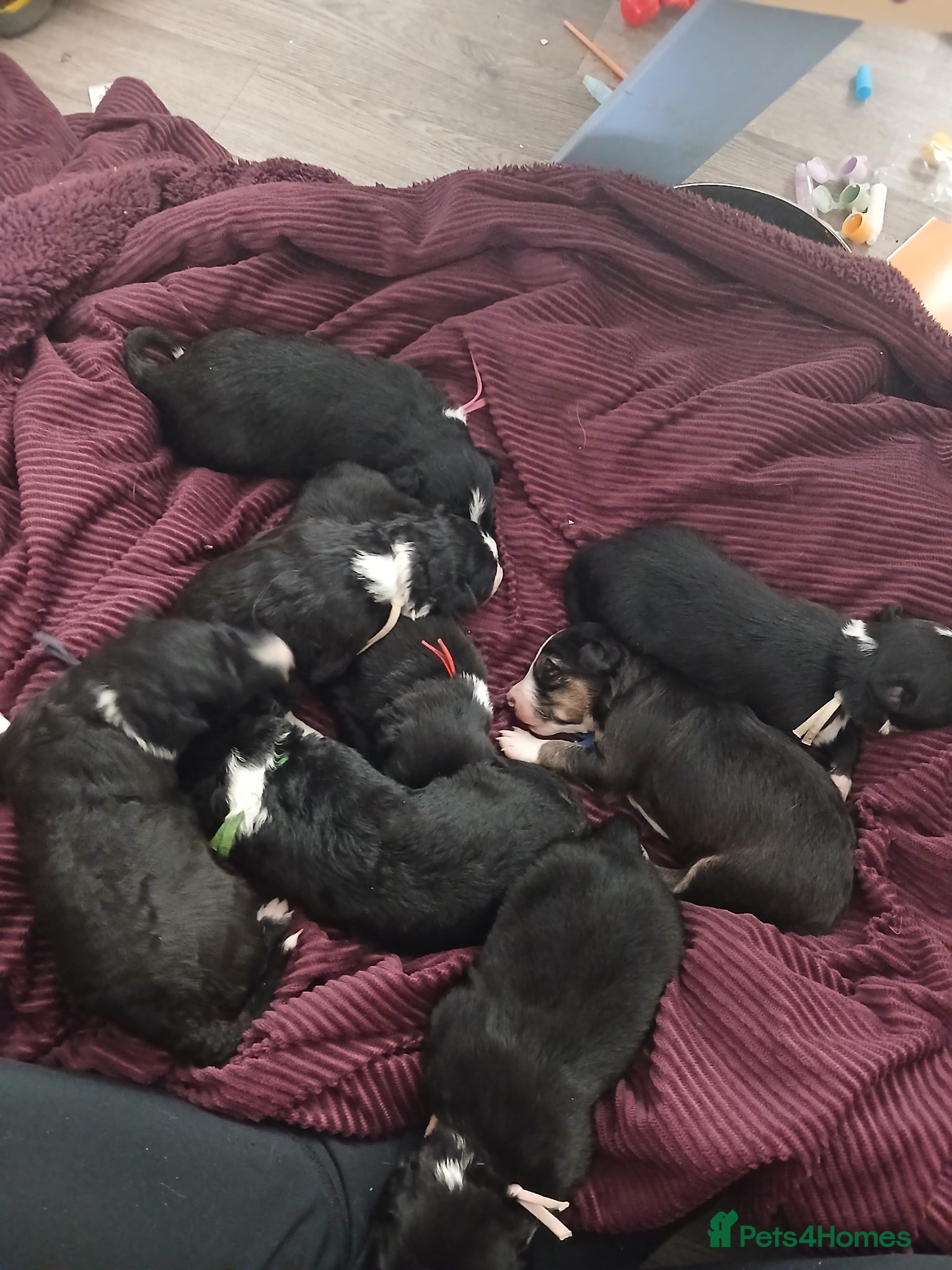 Border Collie dogs 8 beautiful puppies  - Advert 3