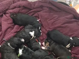 Border Collie dogs 8 beautiful puppies - Advert 3