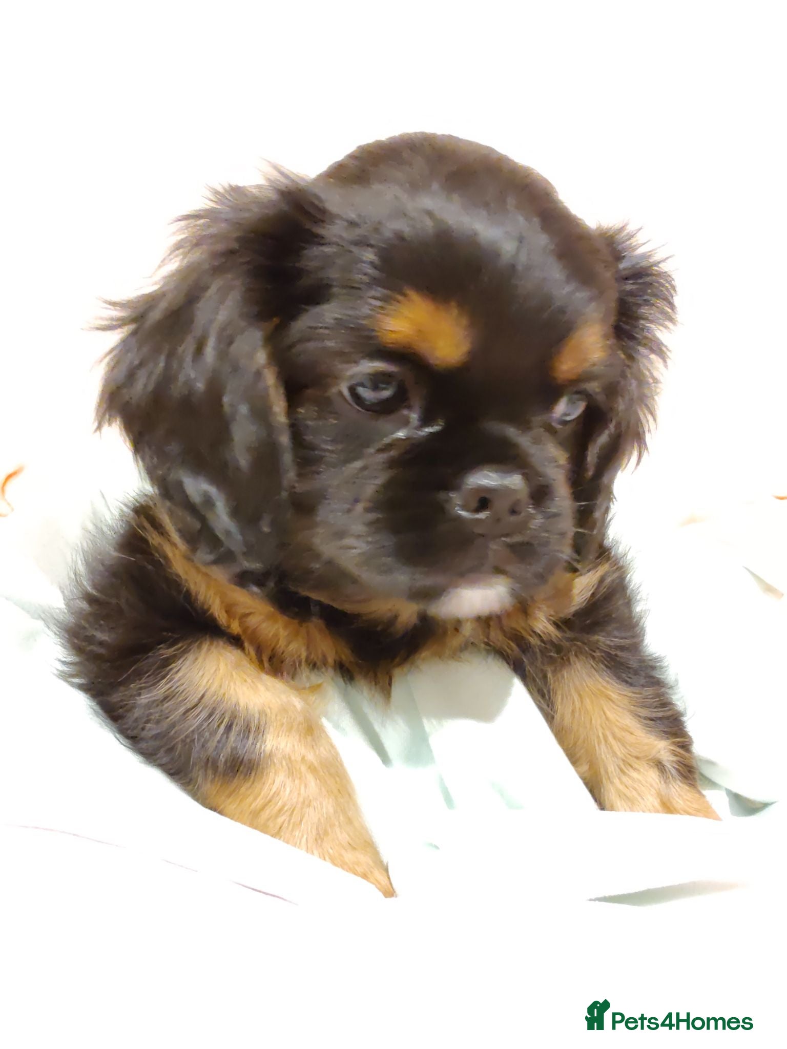 Mixed Breed dogs Adorable Teddy Bear Pupps CKCS × Griffon Belge - Advert 1