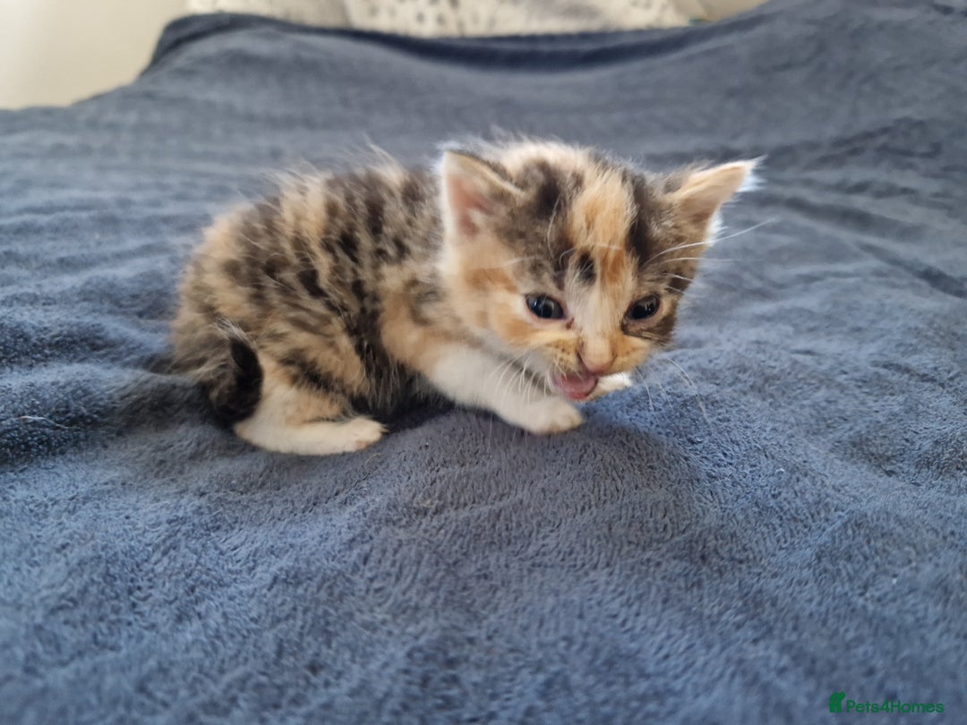 Mixed Breed cats for sale: Calico kittens. 1 girl 1 boy left - Image 14