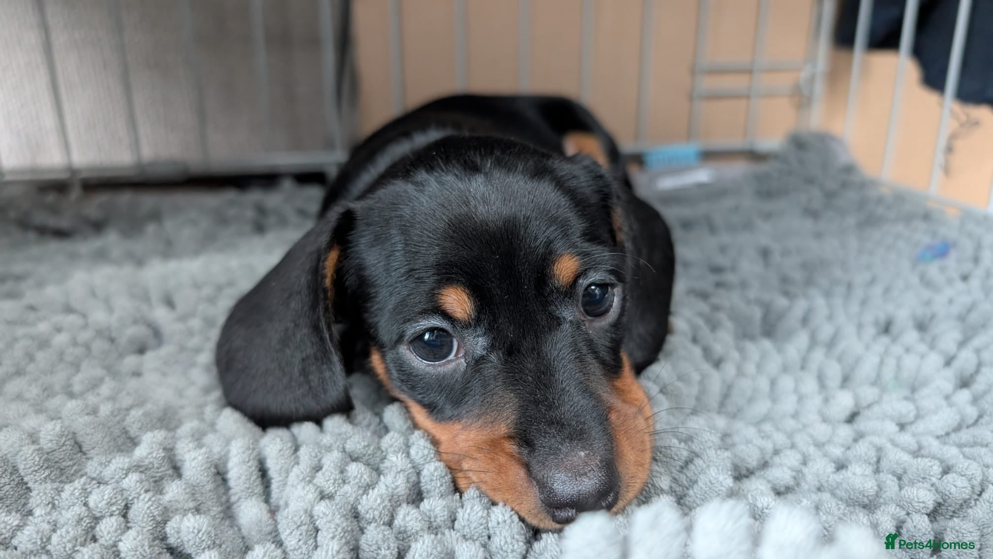 Miniature Dachshund dogs miniature dachshund puppies **last one**  - Advert 3