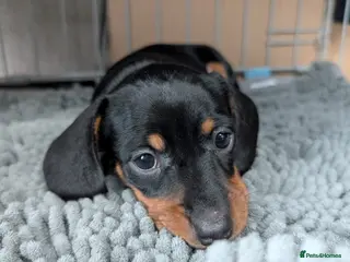 Miniature Dachshund dogs miniature dachshund puppies **last one** - Advert 3