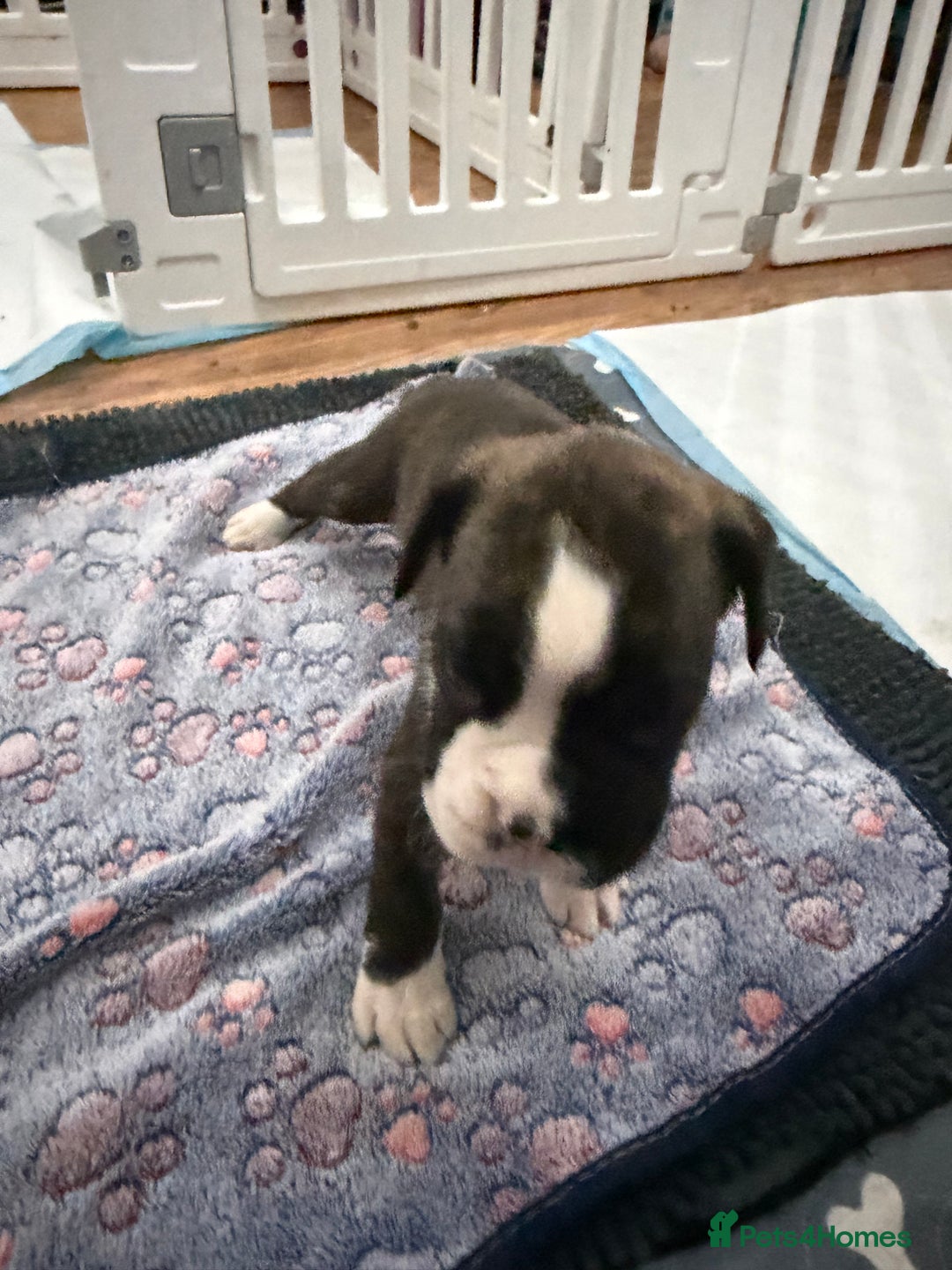 Boxer dogs for sale: Boxer puppies  - Image 12