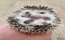 Pygmy Hedgehog rodents for sale: Stunning Pinto Baby African Pygmy Hedgehog's  - Image 2