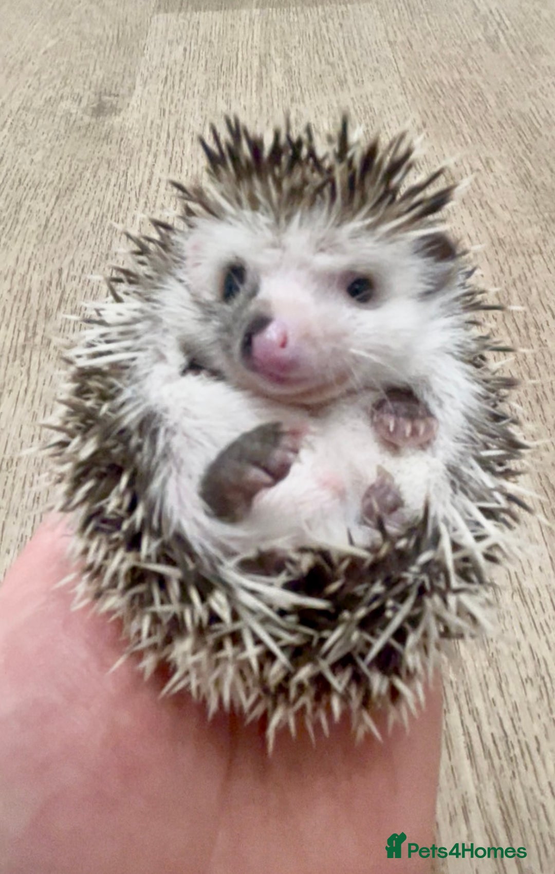 Pygmy Hedgehog rodents for sale: Stunning Pinto Baby African Pygmy Hedgehog's  - Image 2