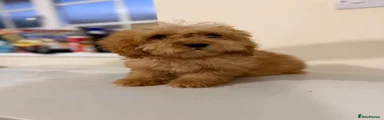 Cockapoo 2