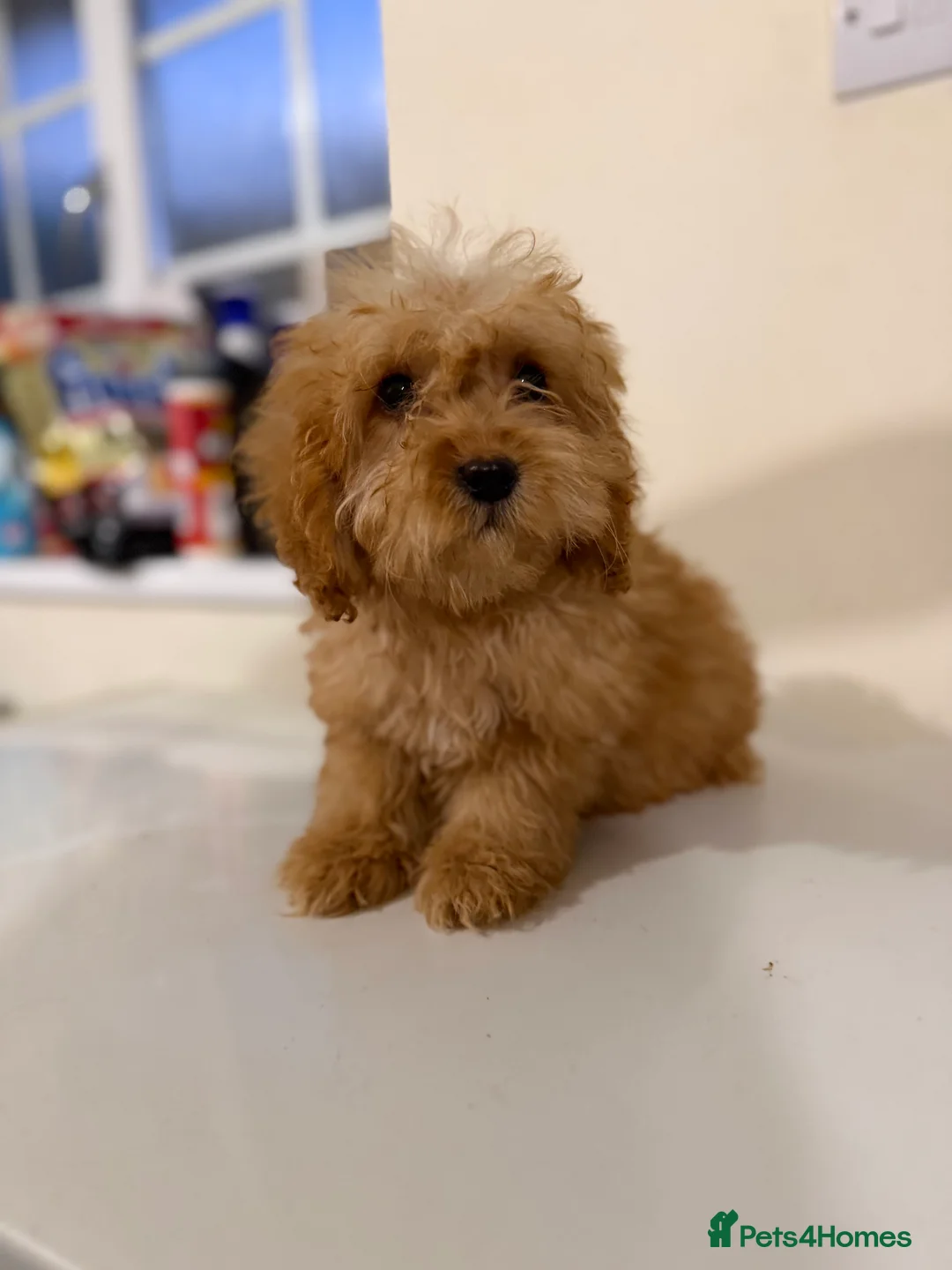 Cockapoo dogs for sale: Cockapoo f1 puppies  - Advert 15