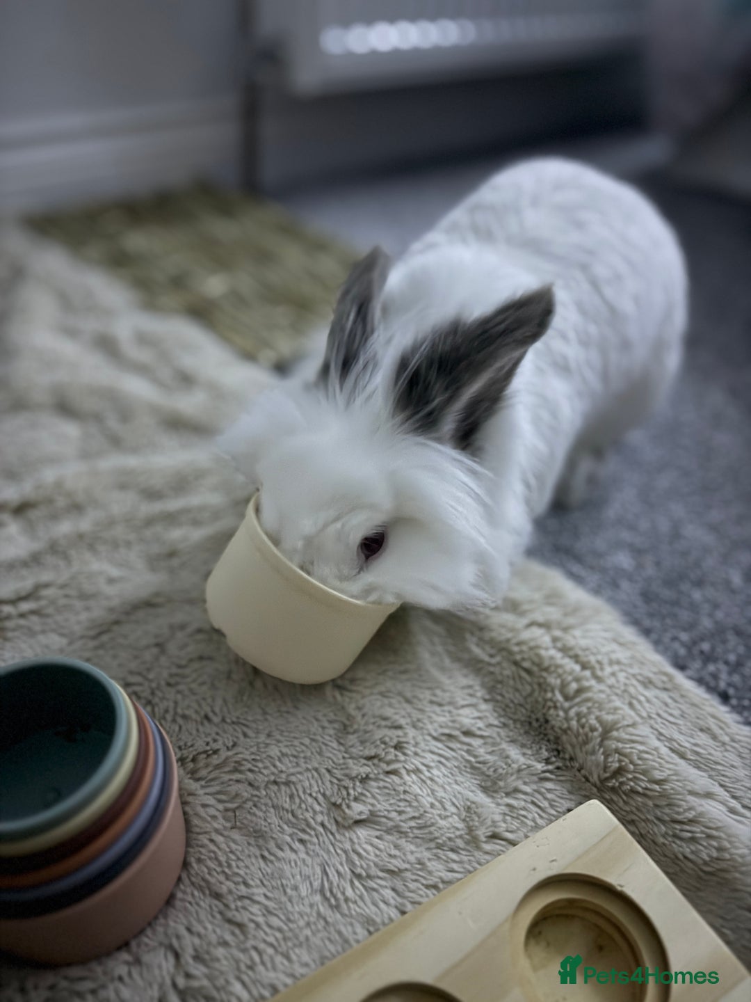 Lionhead rabbits for sale: Lionhead and double lion head  - Image 8