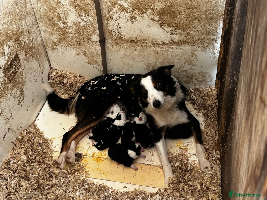 Border Collie dogs for sale: Border Collie pups for sale - Advert 1