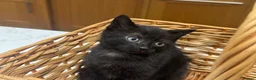 Mixed Breed cats for sale: Black kitten for sale  - Advert 3