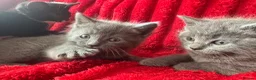 Mixed Breed cats for sale: Beautiful Greys - Advert 6