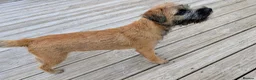 Border Terrier dogs for sale: KC Registered Champion Bloodline pups - Advert 4