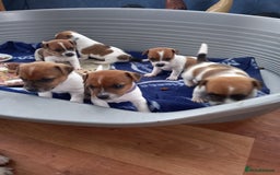 Jack Russell dogs for stud: proven small jackrussell boy for stud only  in Sheerness - Image 11