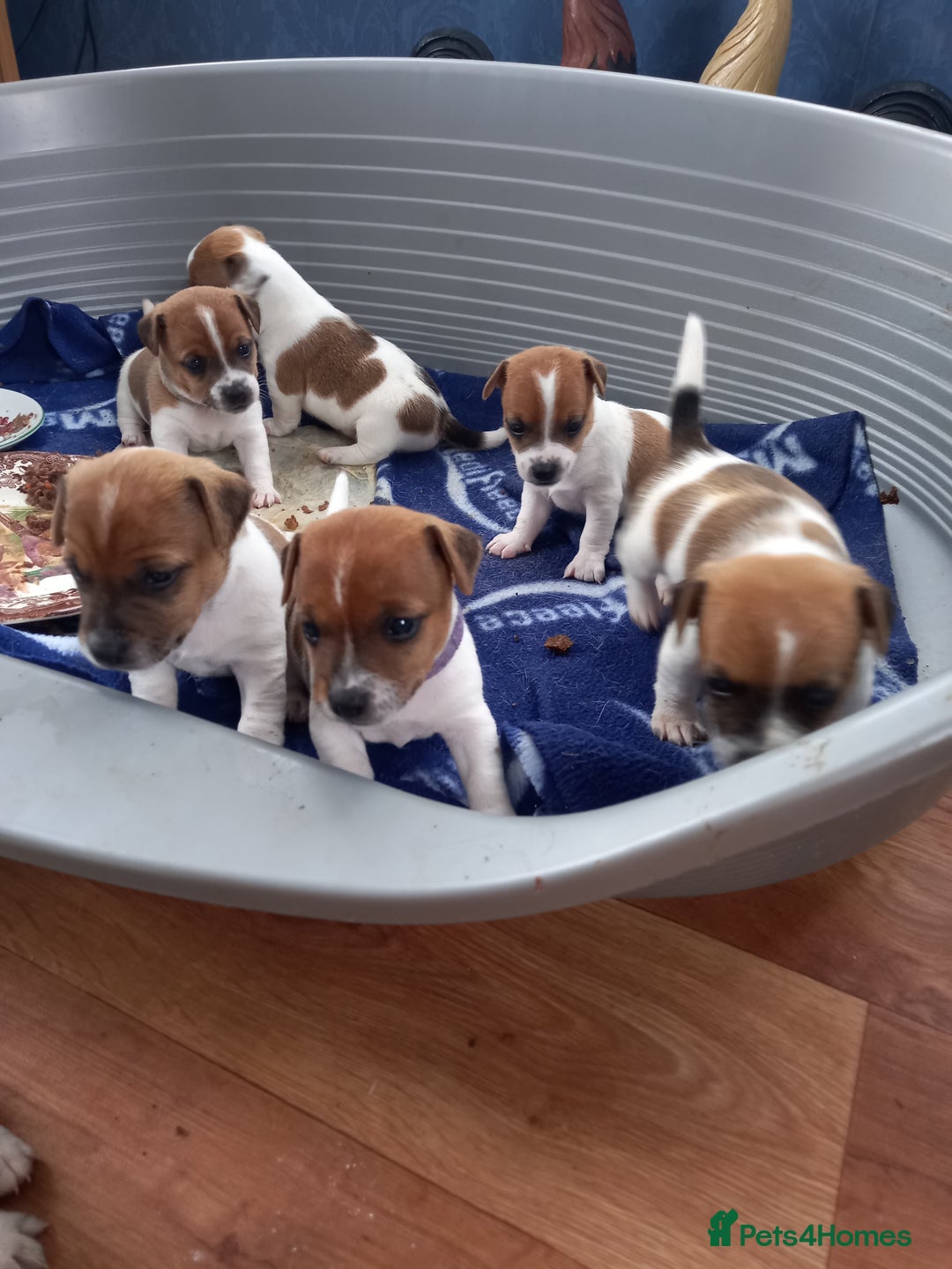 Jack Russell dogs for stud: proven small jackrussell boy for stud only  in Sheerness - Image 11