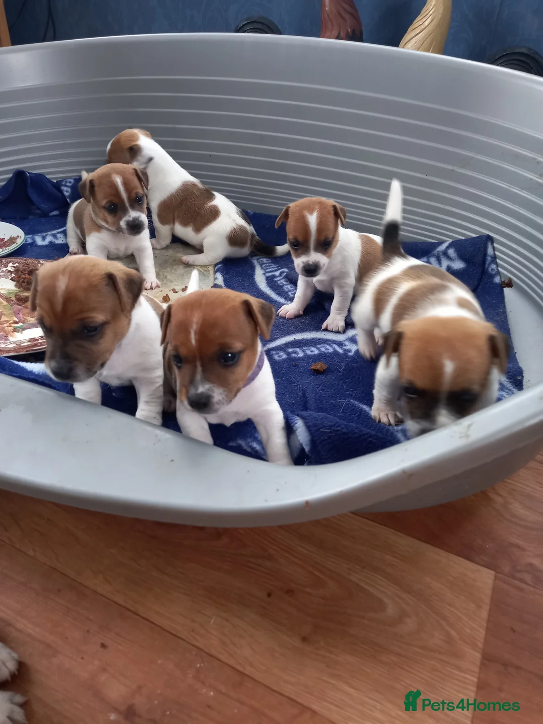 Jack Russell dogs for stud: proven small jackrussell boy for stud only  in Sheerness - Advert 11