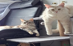 Maine Coon cats for sale: Purebred Maincoon kittens - Image 9