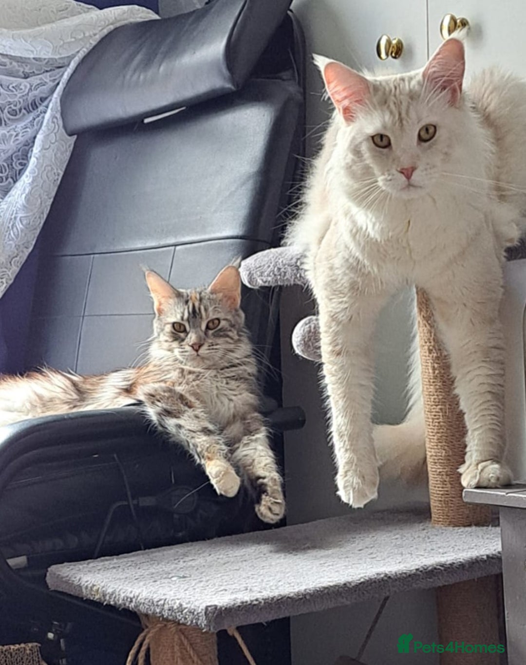 Maine Coon cats for sale: Purebred Maincoon kittens - Image 9