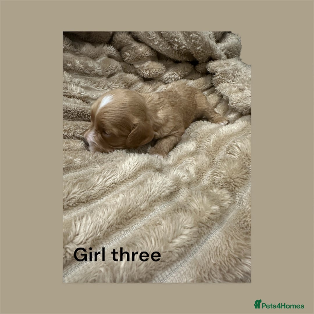 Cavapoo dogs for sale: ** RARE CAVAPOO PUPPIES DNA 🧬 CLEAR ** - Advert 15