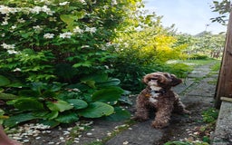 Labradoodle dogs for stud: Charming Aussie Labradoodle-Fully Clear Genetics - Image 4