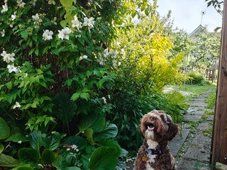 Labradoodle dogs - Advert 1