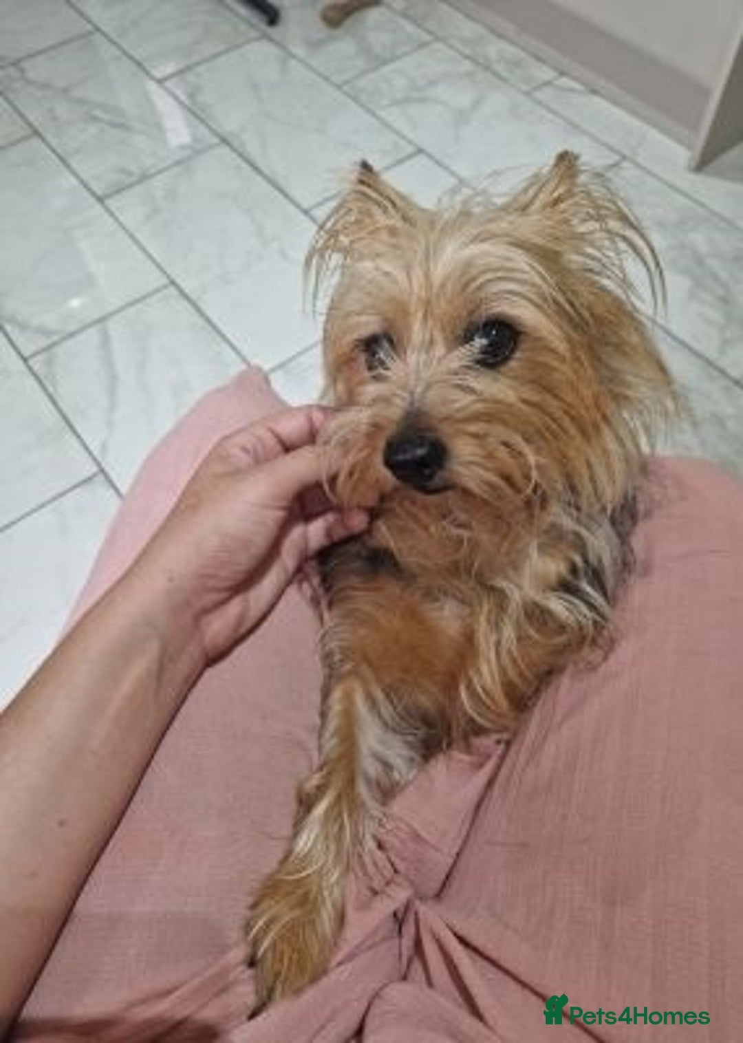 Yorkshire Terrier dogs for sale: Wonderful  Yorkshire terrier Girl - Advert 3