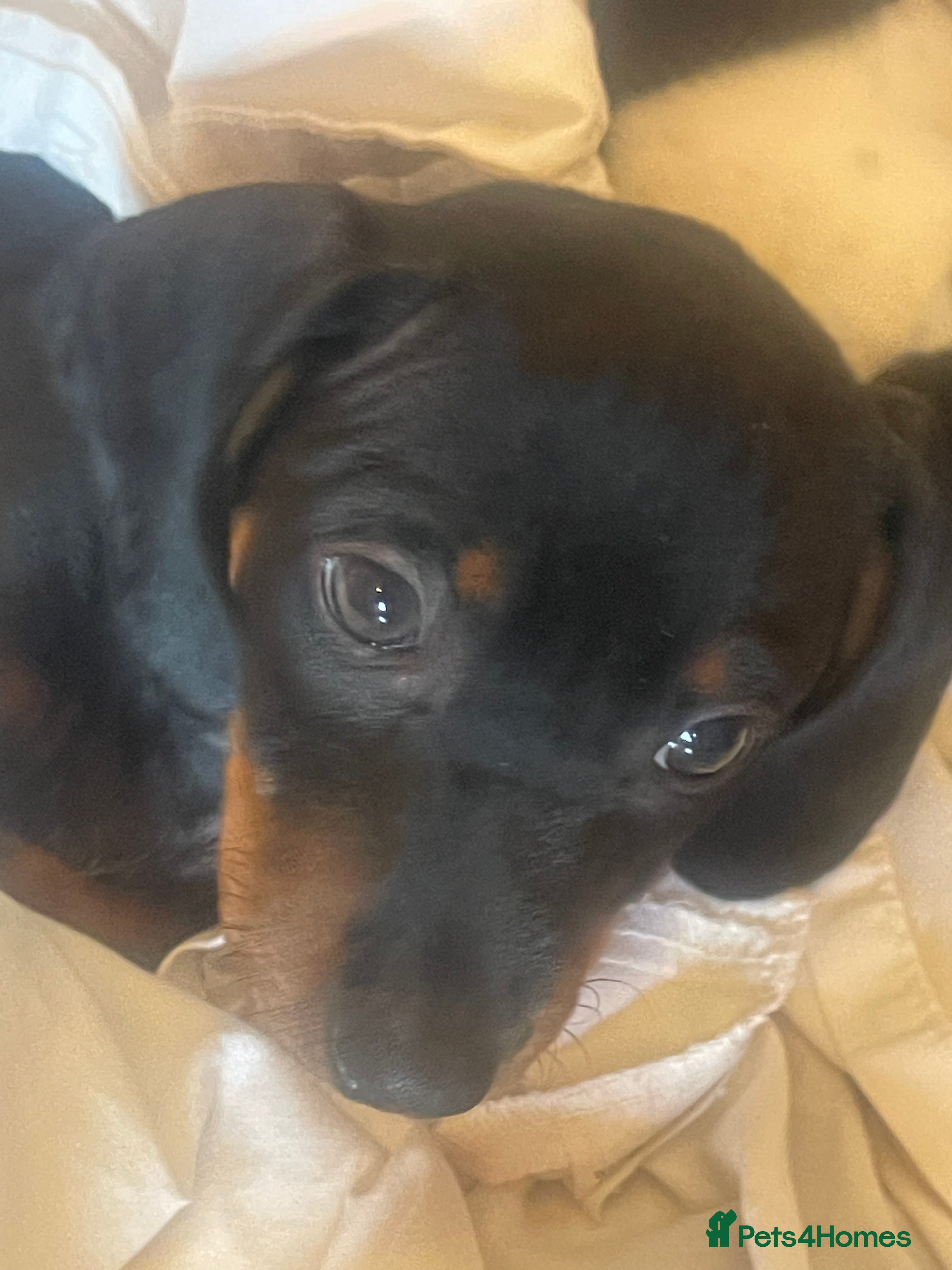 Dachshund dogs Daucshaund Puppies  - Advert 2