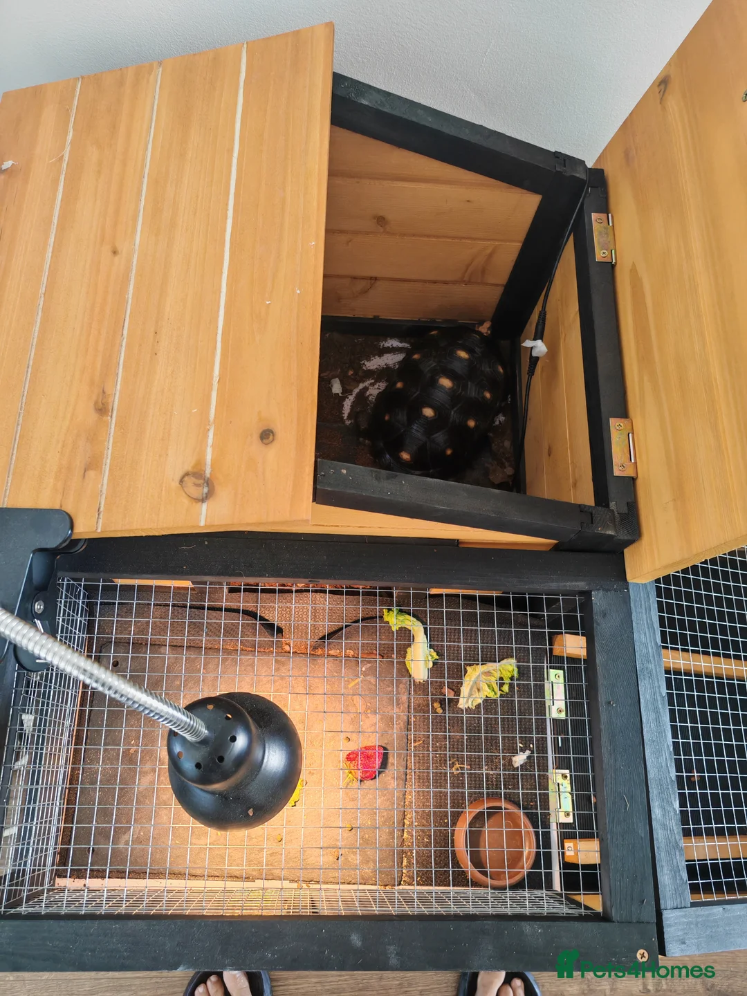 Tortoise reptiles for sale: Red footed tortoise for sale  in Romford - Advert 2