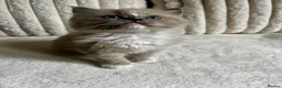 Ragdoll cats for sale: TICA REGISTERED KITTEN  - Advert 4