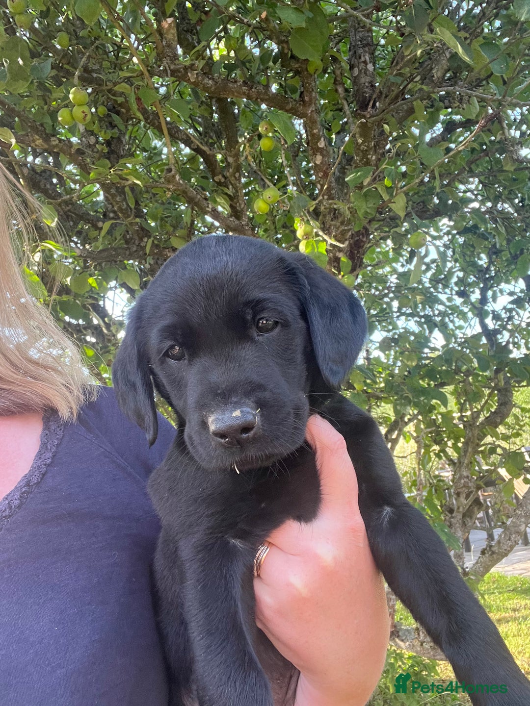 Labrador Retriever dogs for sale: 1 boy puppy left from a litter of 8 Labradors - Image 1