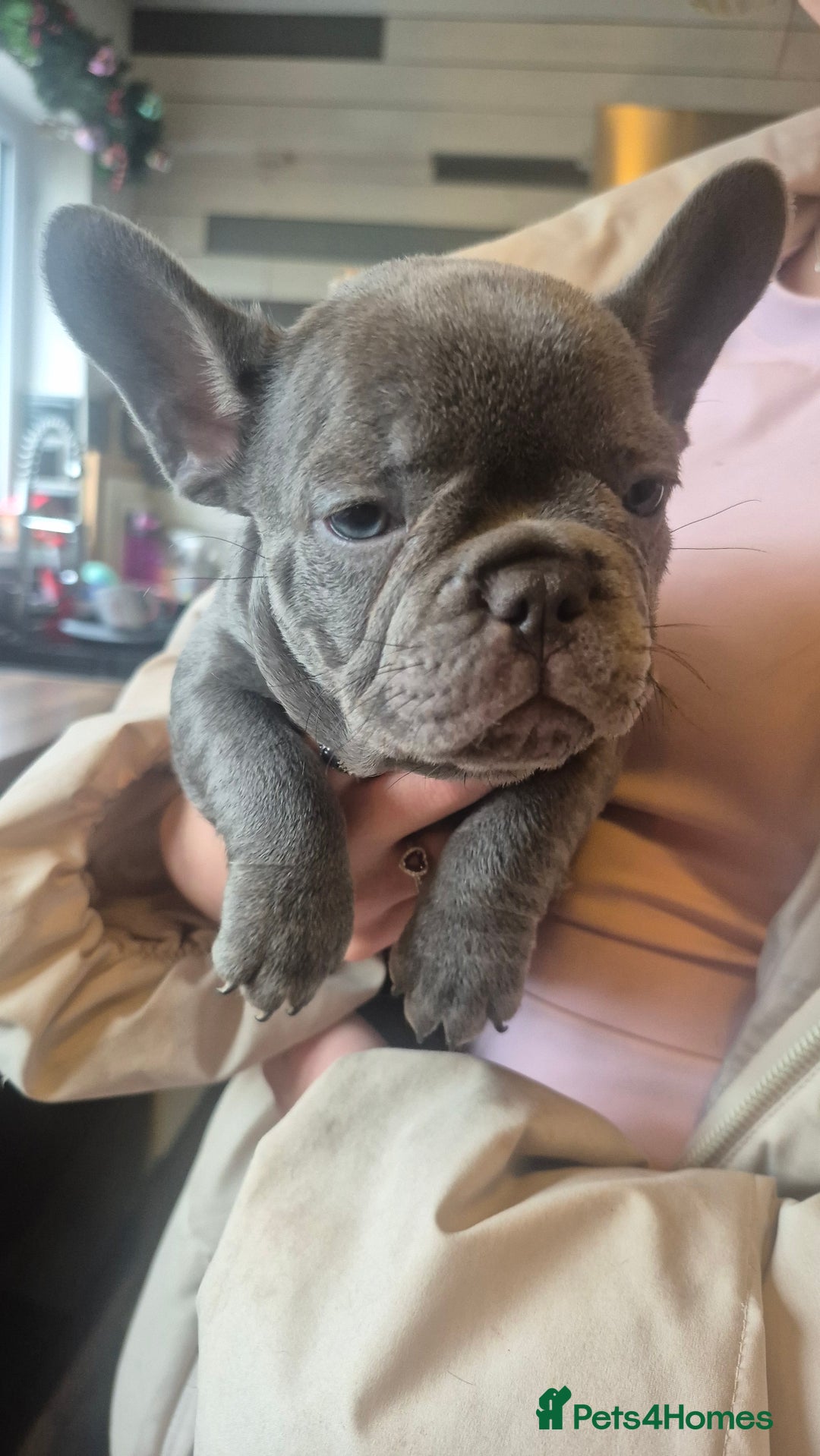 French Bulldog dogs for sale: Ready 16th  - Advert 3