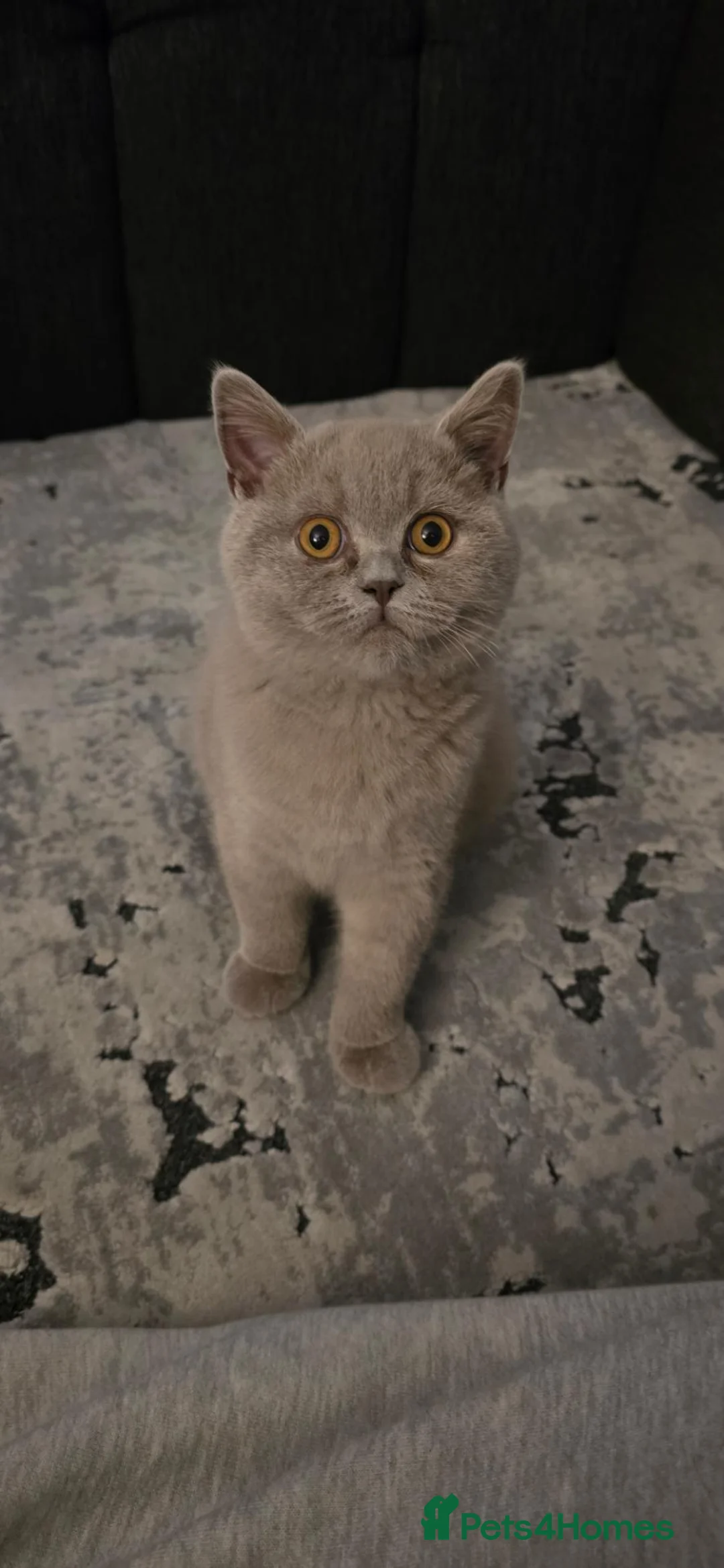 British Shorthair cats for sale: British shorthair 16weeks old  in Glasgow - Advert 4