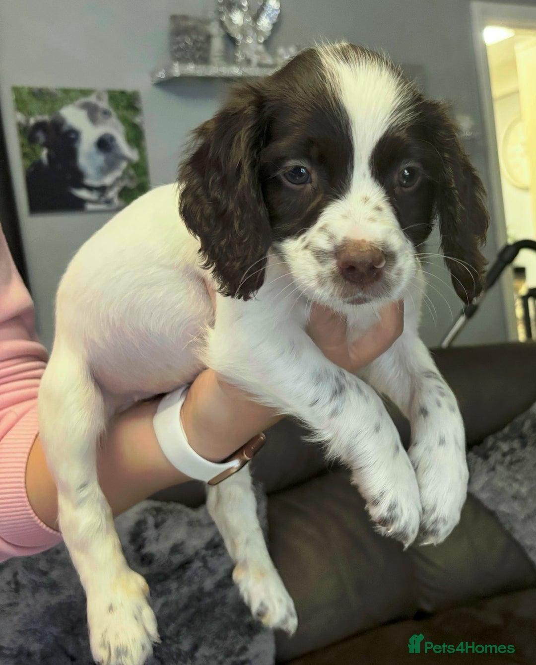 English Springer Spaniel dogs for sale: English springer spaniels puppy’s  - Image 3
