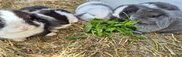 Mini Lop rabbits for sale: 5 Female mini lops  - Advert 11