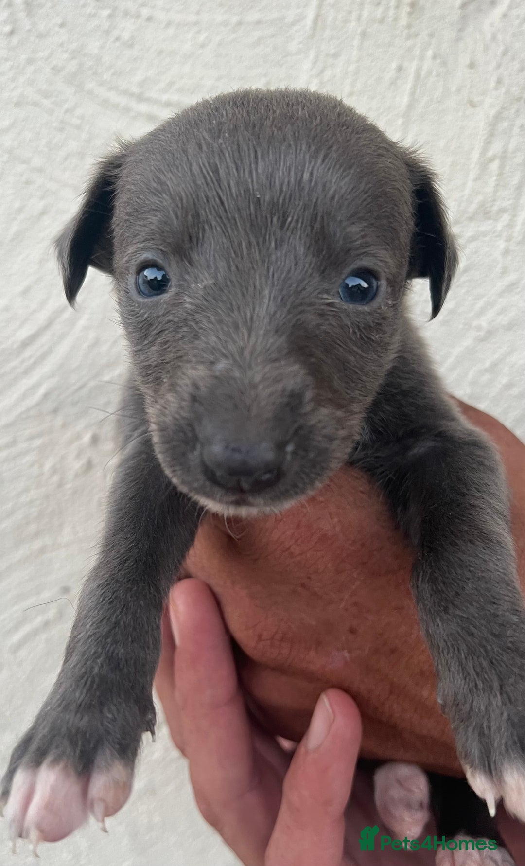 Whippet dogs for sale: Whippet puppies Ready soon! 5 BOYS left  - Image 20