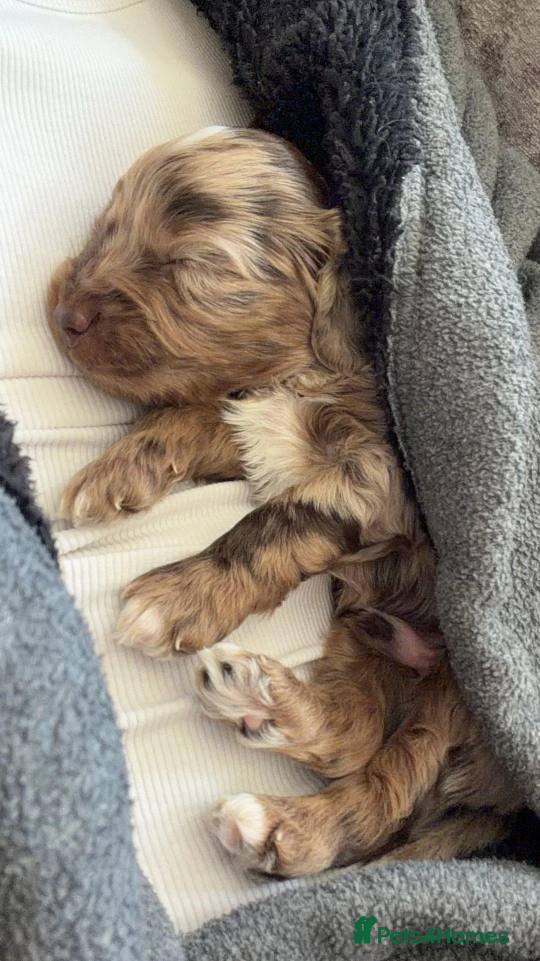 Cockapoo dogs for sale: Spaniel x cocker poo puppies  in Grays - Advert 2