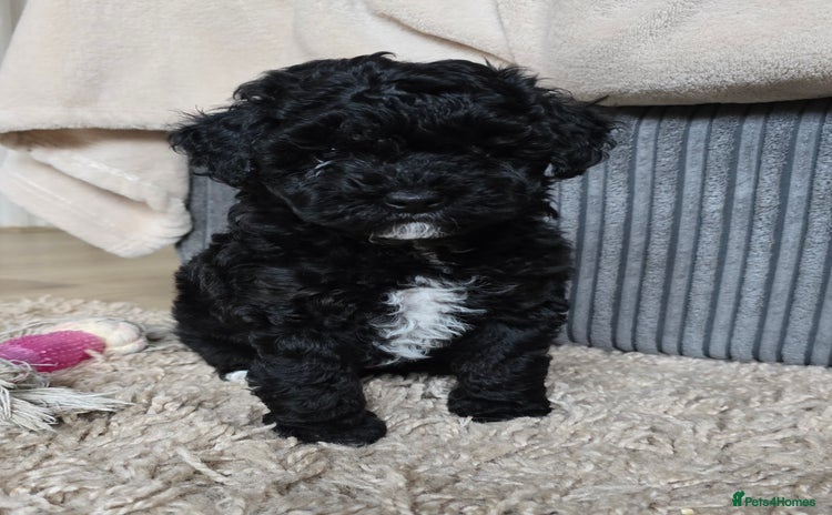 Shihpoo dogs - Advert 6