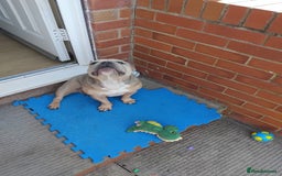 French Bulldog dogs for sale: French bulldogs  - Image 5
