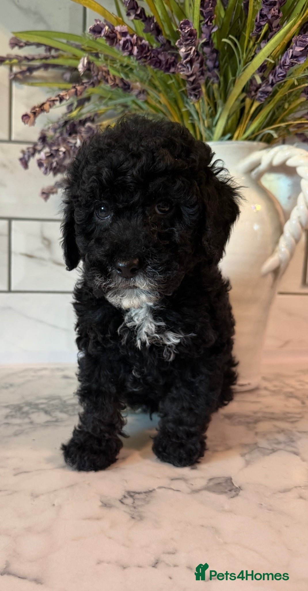 Cavapoo dogs 🤍 READY NOW MALE F1 CAVAPOO 🤍 - Advert 1